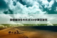 观察植物生长作文300字黄豆发芽