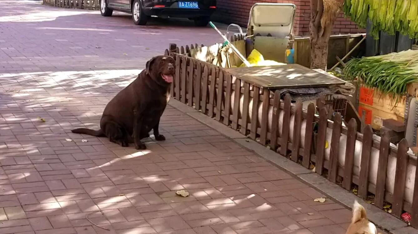 大狗.jpg