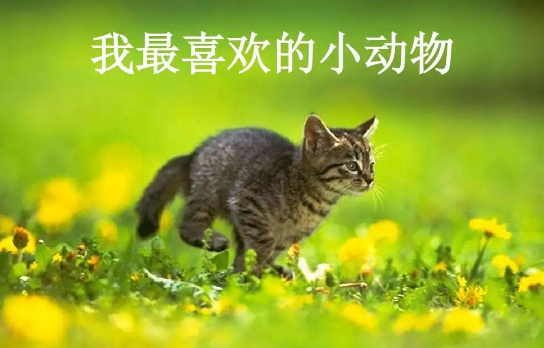 我喜欢的动物.jpg
