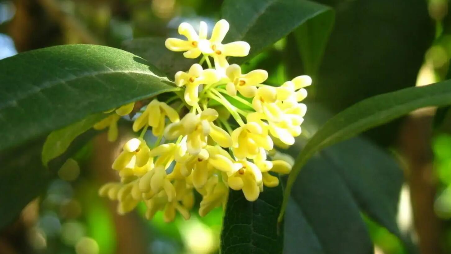 关于桂花.jpg