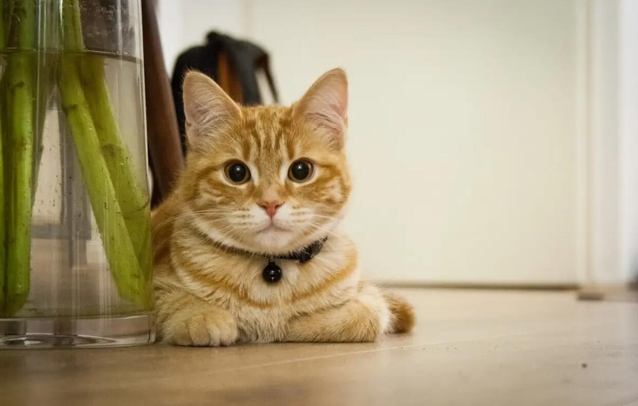 关于小猫.jpg