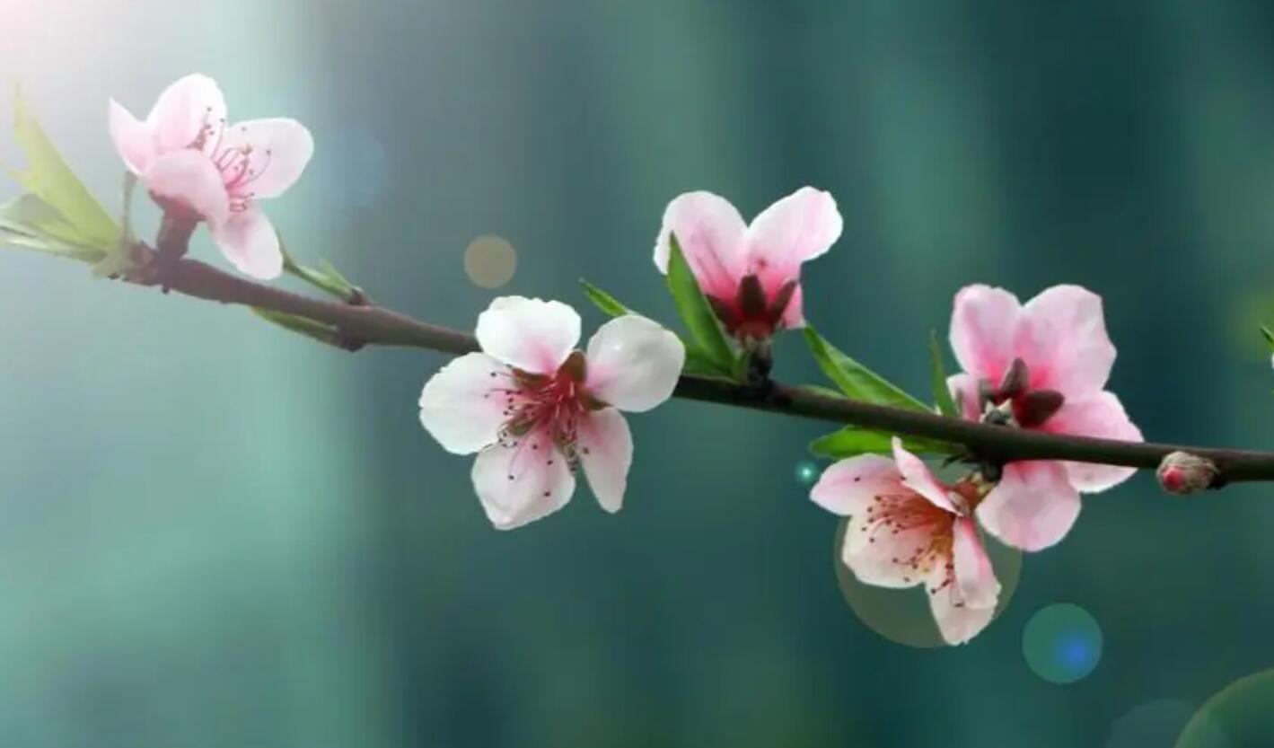 桃花.jpg