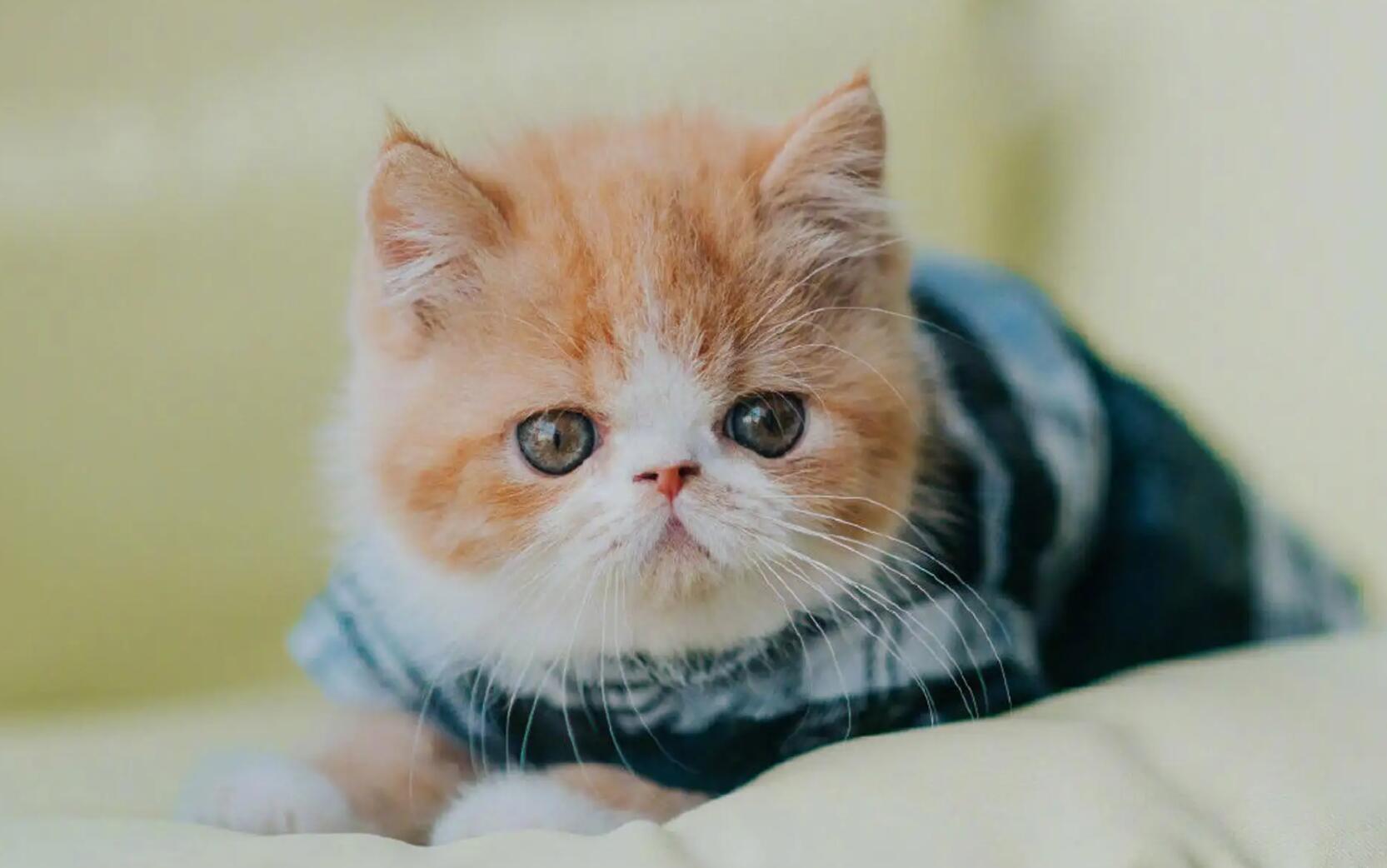小猫.jpg