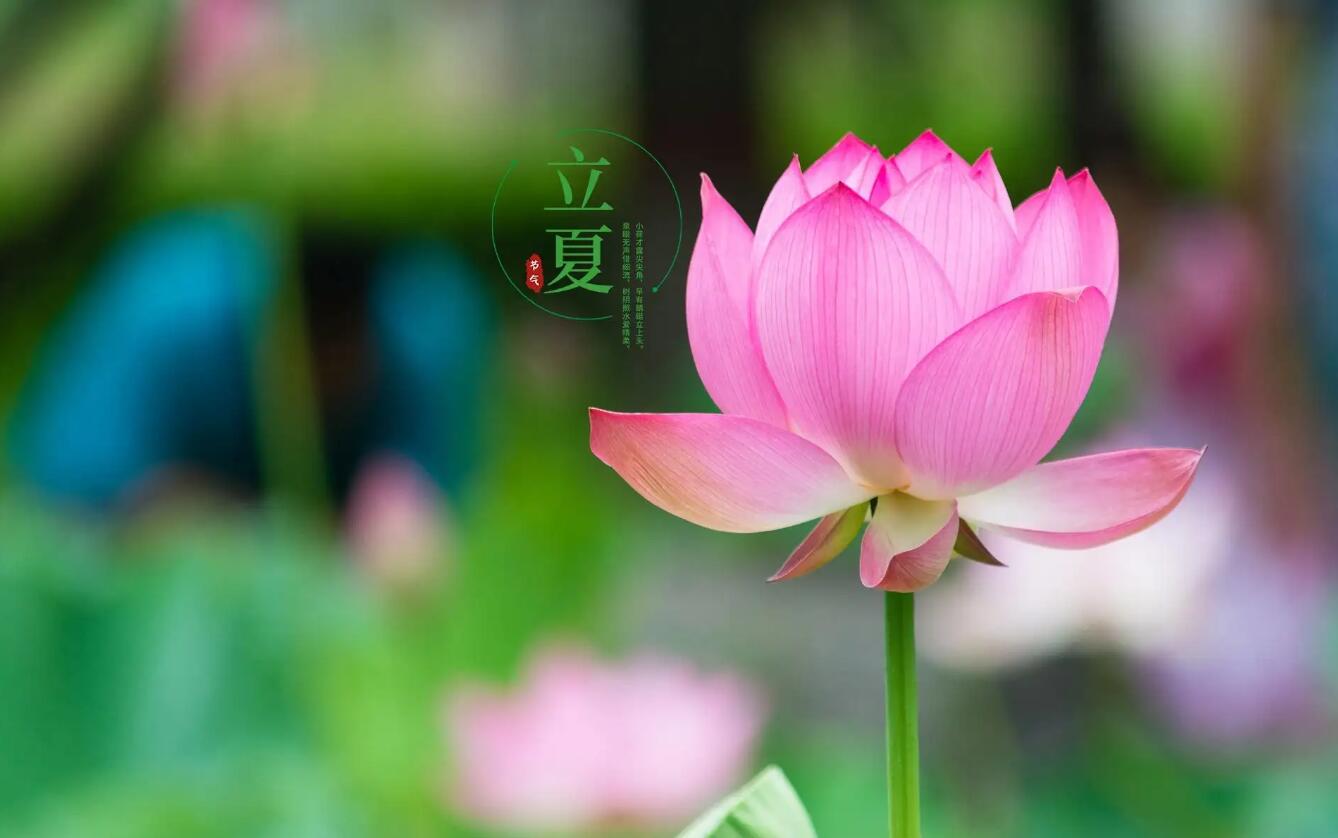 立夏.jpg
