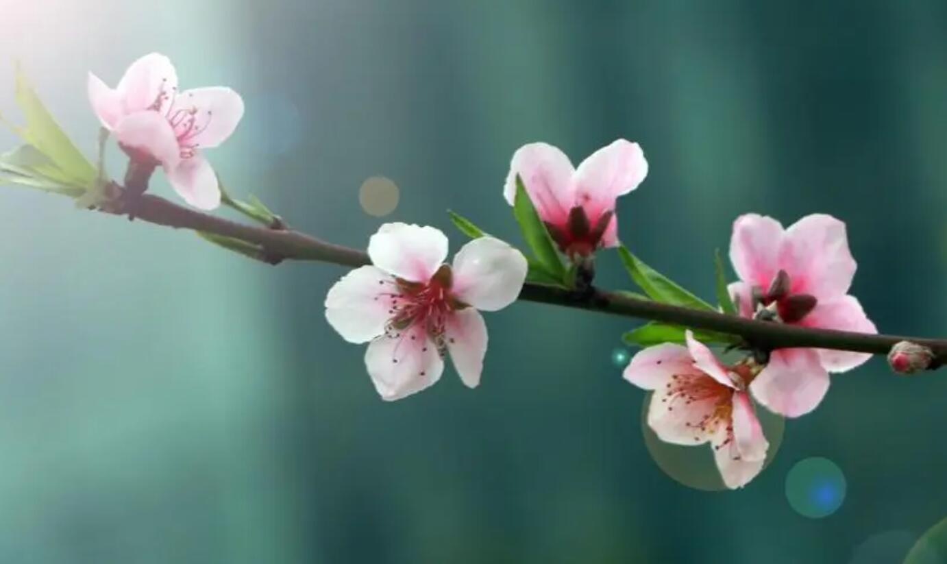 桃花.jpg
