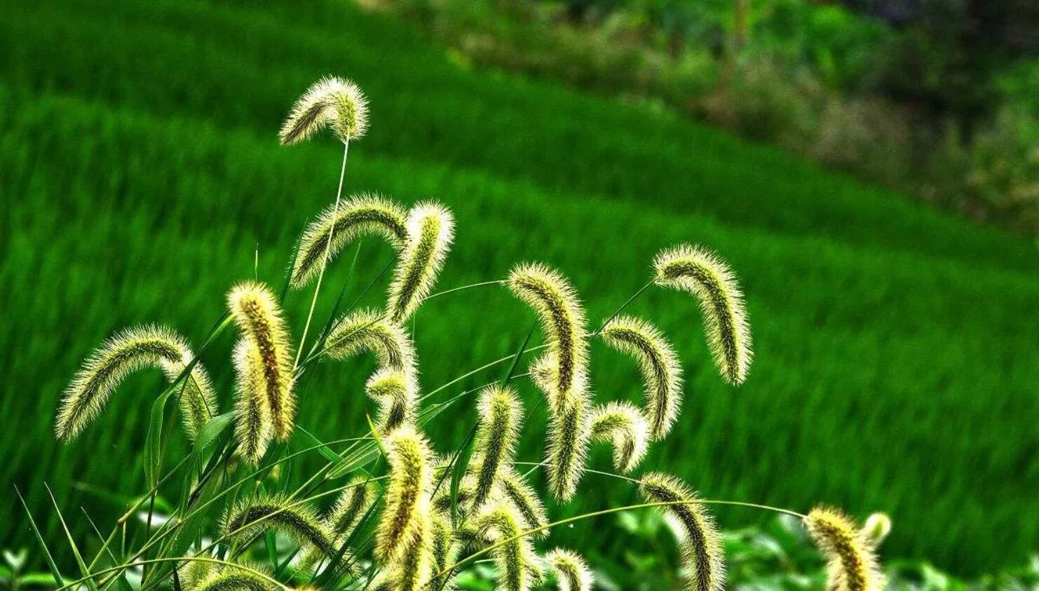 描写草.jpg