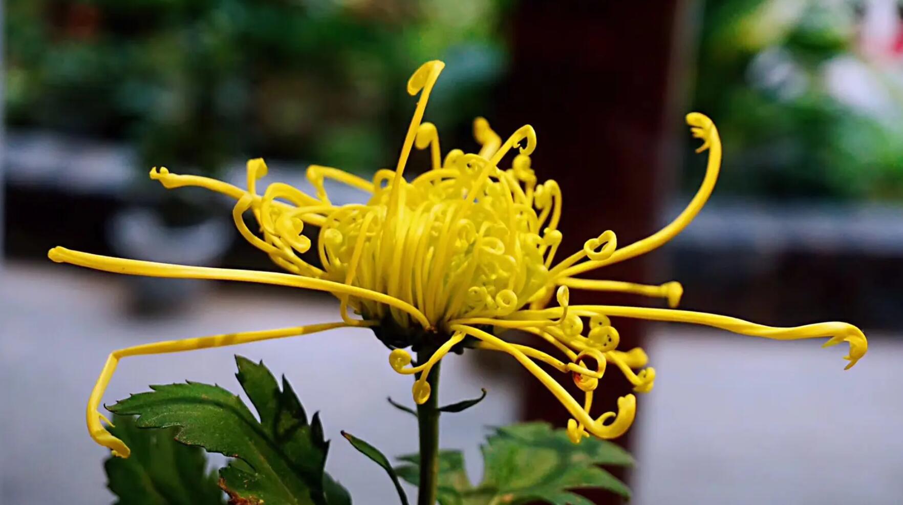菊.jpg