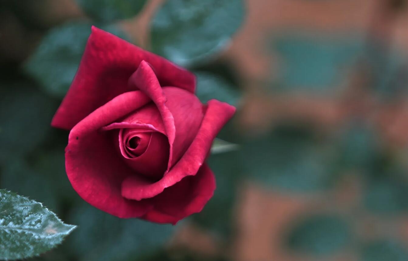 一朵玫瑰花.jpg