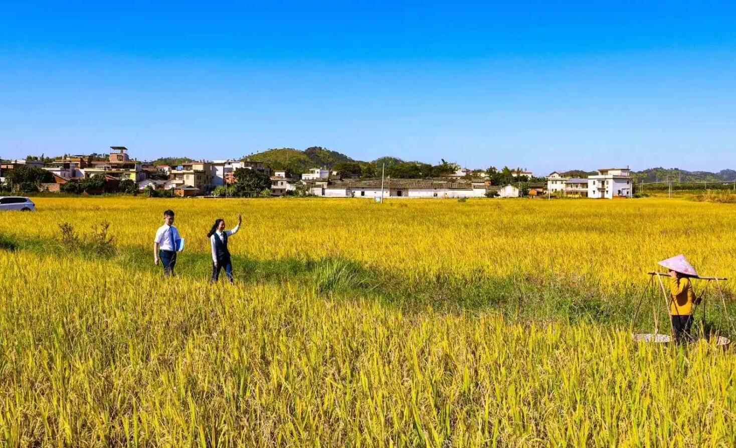 田野即景.jpg