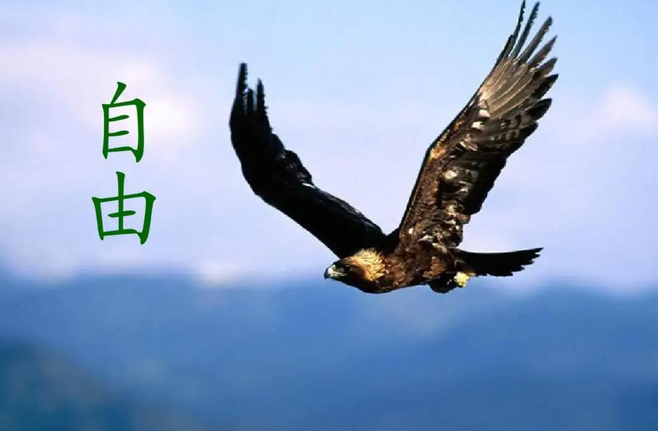 渴望自由.jpg