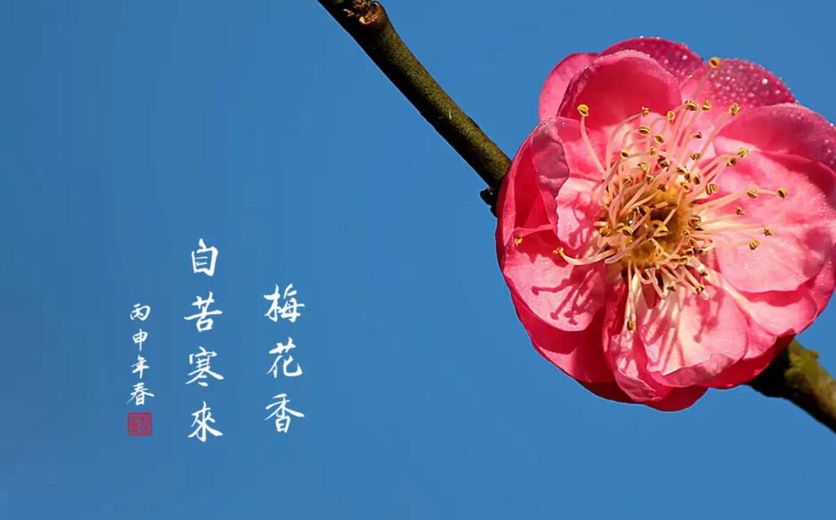 梅花香自苦寒来.jpg