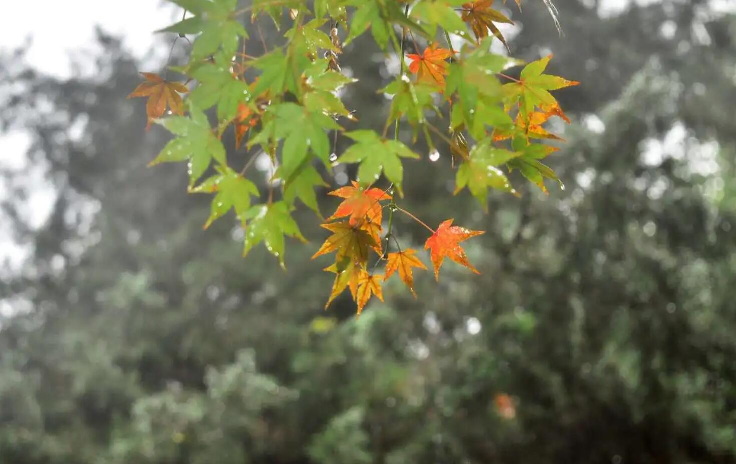 雨中即景.jpg