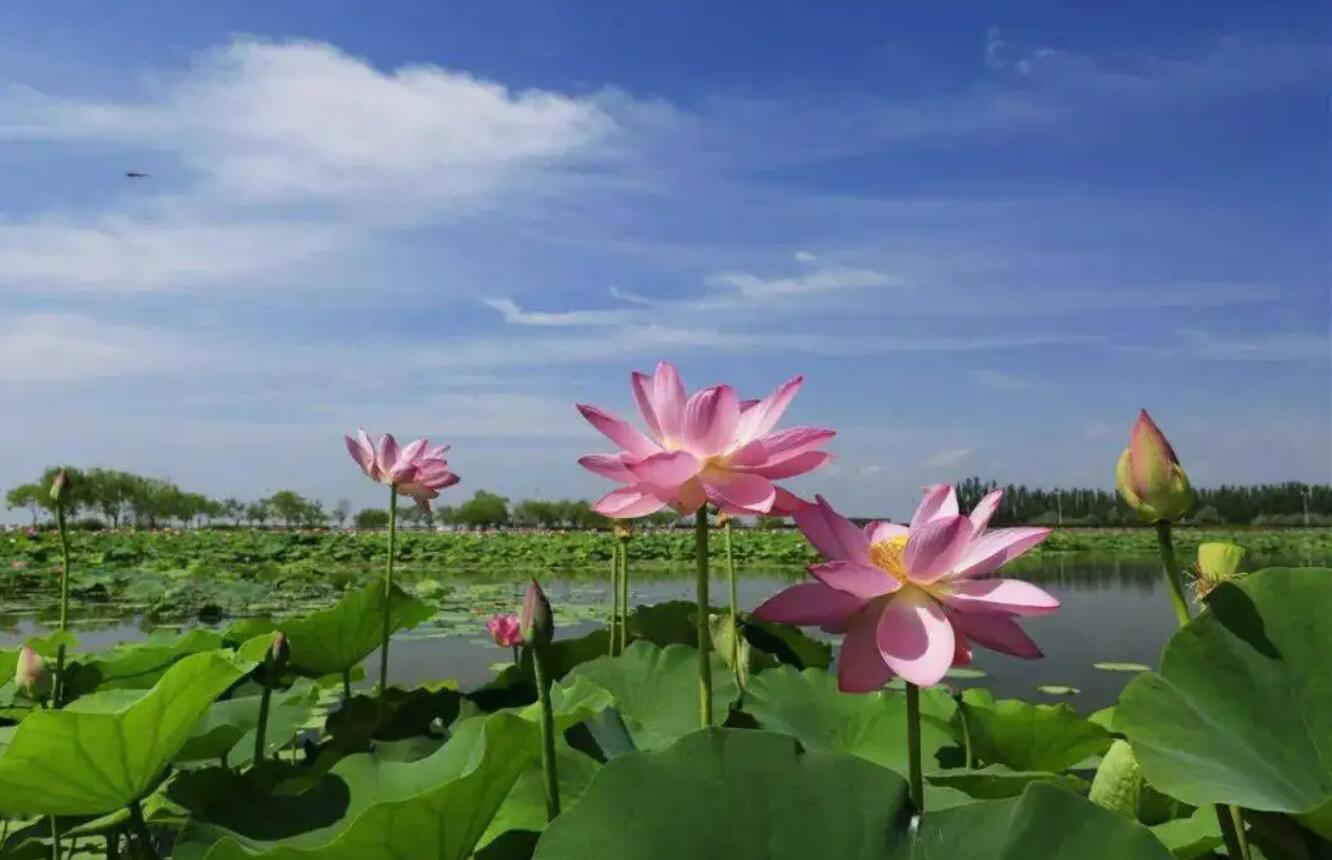 描写夏天荷花.jpg