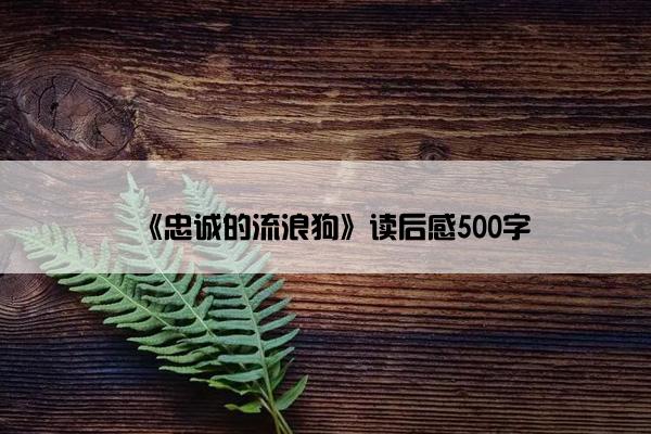 《忠诚的流浪狗》读后感500字