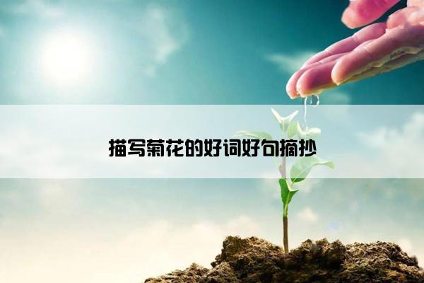 描写菊花的好词好句摘抄