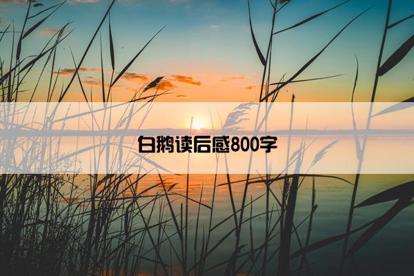 白鹅读后感800字
