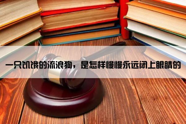 一只饥饿的流浪狗，是怎样慢慢永远闭上眼睛的