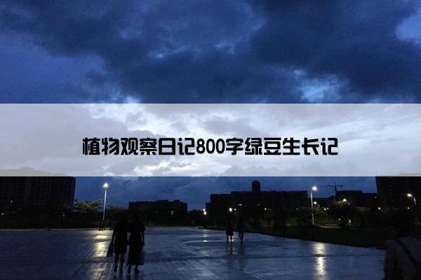 植物观察日记800字绿豆生长记