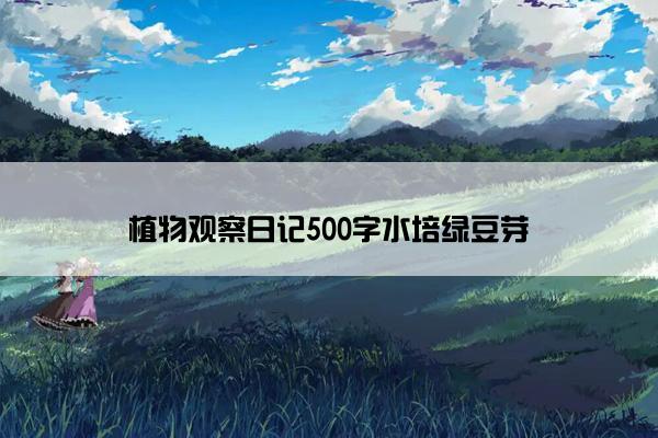 植物观察日记500字水培绿豆芽