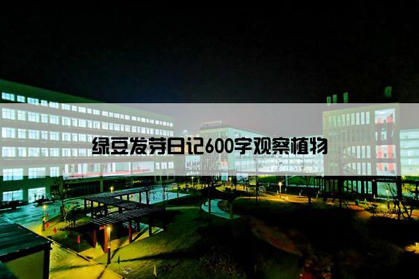 绿豆发芽日记600字观察植物