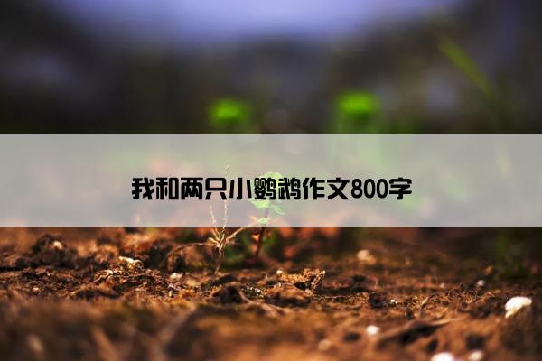 我和两只小鹦鹉作文800字