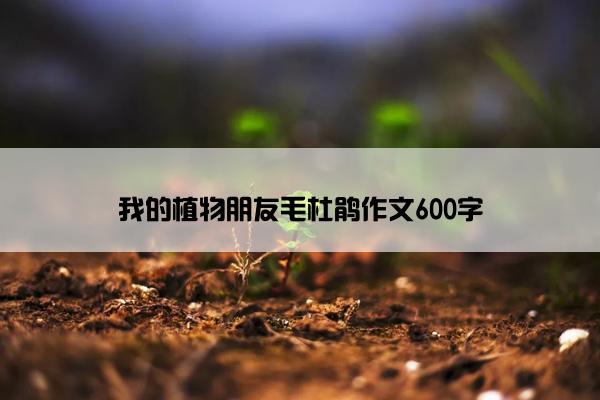 我的植物朋友毛杜鹃作文600字