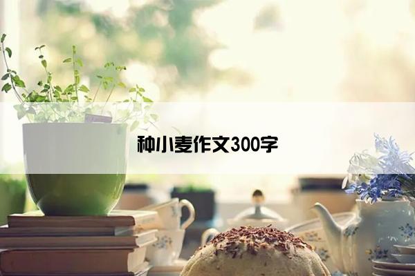 种小麦作文300字