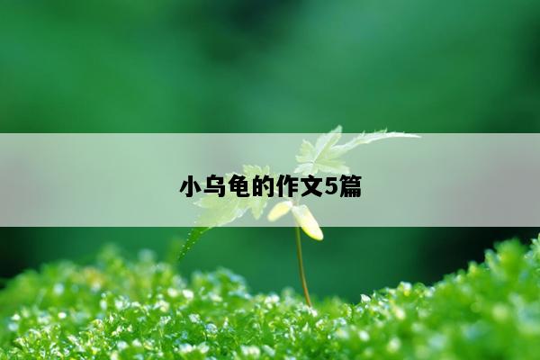 小乌龟的作文5篇