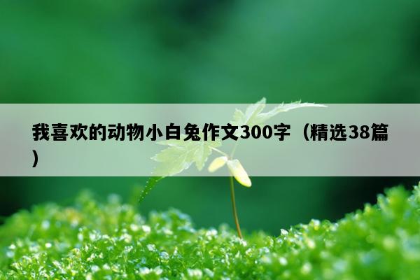 我喜欢的动物小白兔作文300字（精选38篇）